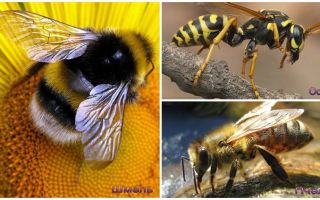 Diferențele dintre viespe, albine și albine