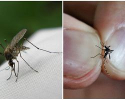 Cum să reproducem și cât de mulți țânțari trăiesc
