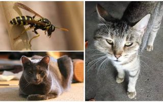 Ce se întâmplă dacă o pisică sau o pisică a fost mușcată de o viespe
