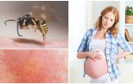 Ce trebuie făcut dacă o viespe este mușcată de o femeie însărcinată sau care alăptează
