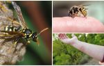 Vâscul musculos, beneficiu sau rău a veninului de viespe