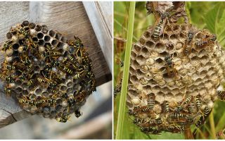 Cum să se ocupe de viespi în țară chiar și în locul inaccesibil