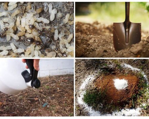 Cum să obțineți furnicile din remedii folclorice de grădină