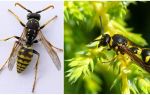 Ce sunt viespi, fotografii și descrieri ale diferitelor tipuri de viespi