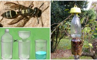 Cum se face o capcană pentru viespi dintr-o sticlă de plastic