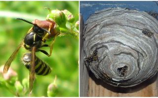De ce avem nevoie de viespi în natură